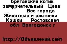 британский котик замурчательный › Цена ­ 12 000 - Все города Животные и растения » Кошки   . Ростовская обл.,Волгодонск г.
